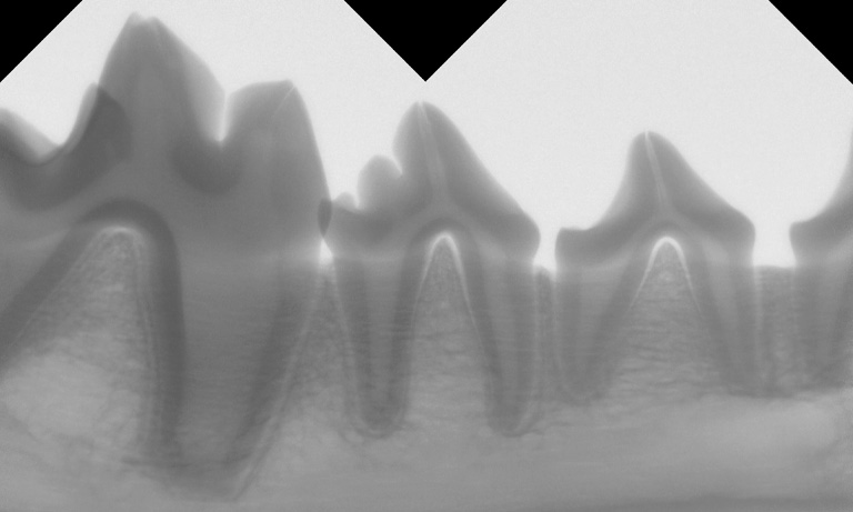 Dental x-ray of animal jawbone