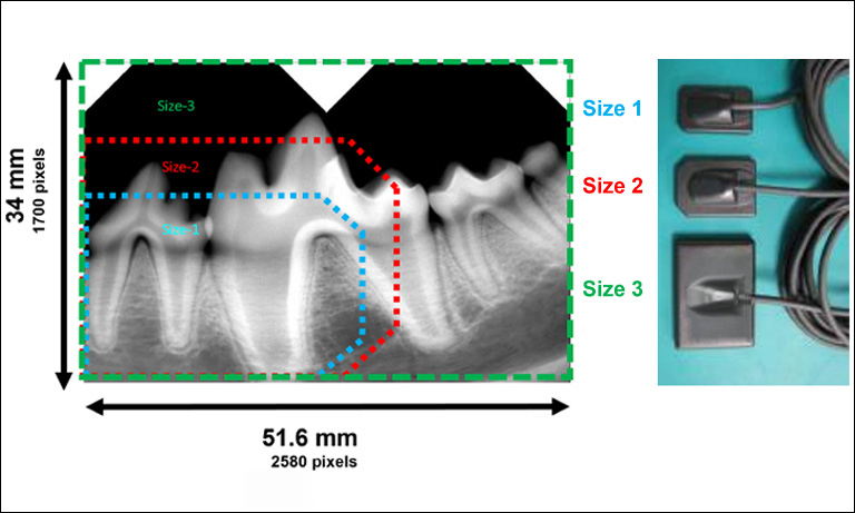 intraoral sensor comparison between sizes 1, 2,3