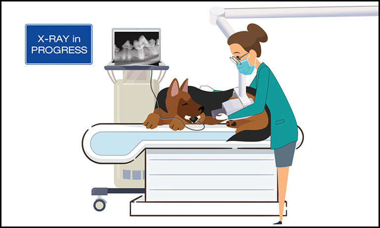 Illustration of dog under sedation having dental x-rays taken
