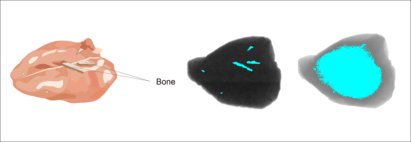 Chicken breast C11800 dual energy line scan camera images