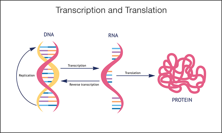 Schematic of the transcription and translation process