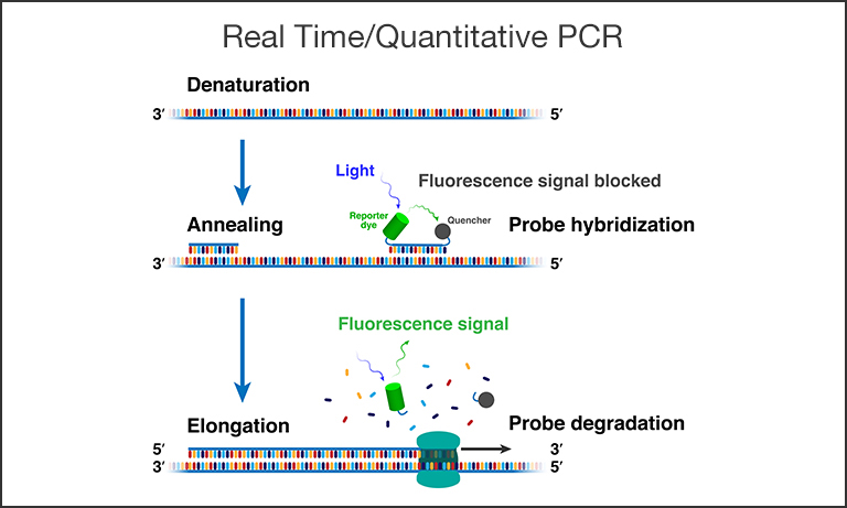 Figure 1. Schematic depiction of a single qPCR cycle. 