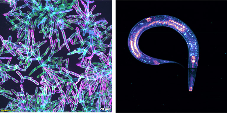 Images from scientific cameras