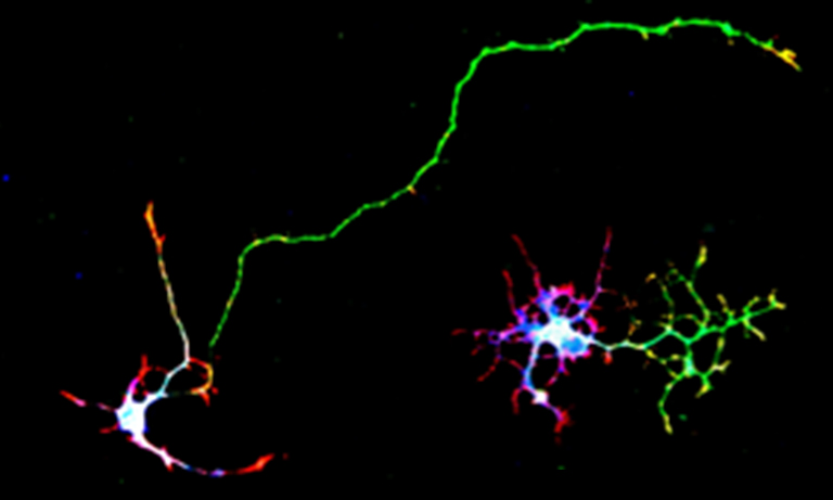 Light-controlled tools for intracellular cAMP generation