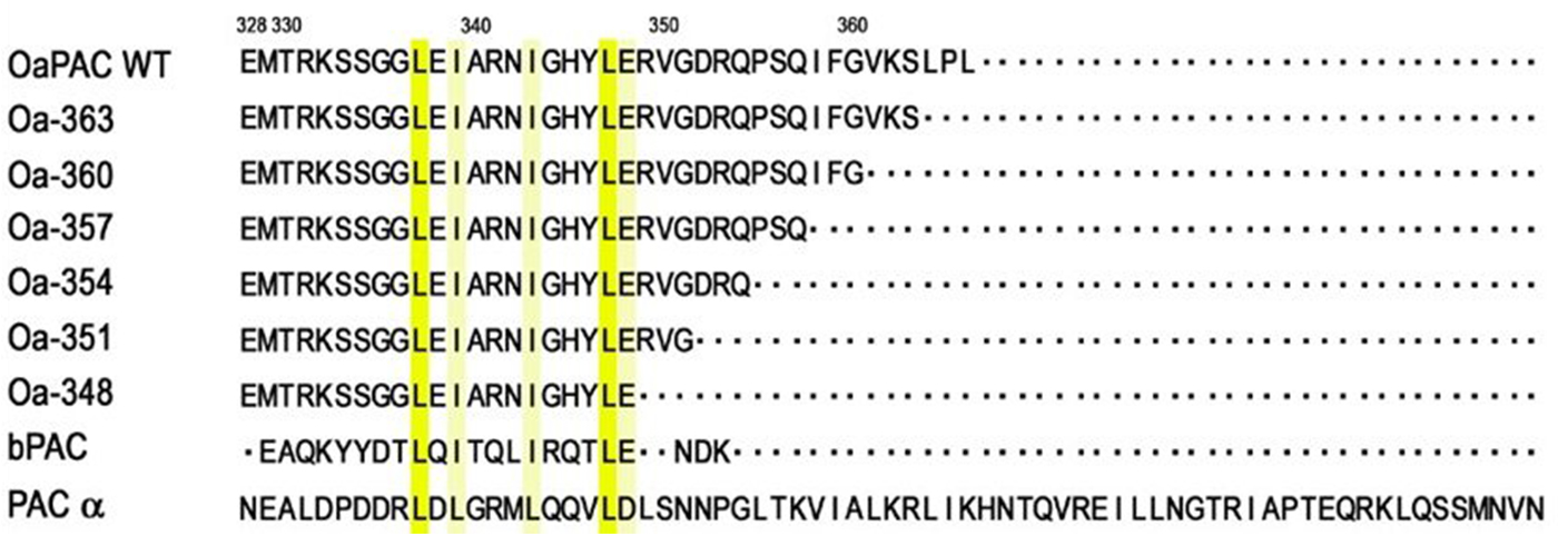 C-terminal amino acid sequence of various PACs