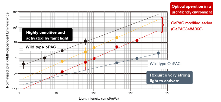 An optogenetic tool for intracellular cAMP production