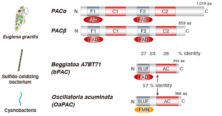 An optogenetic tool for intracellular cAMP production