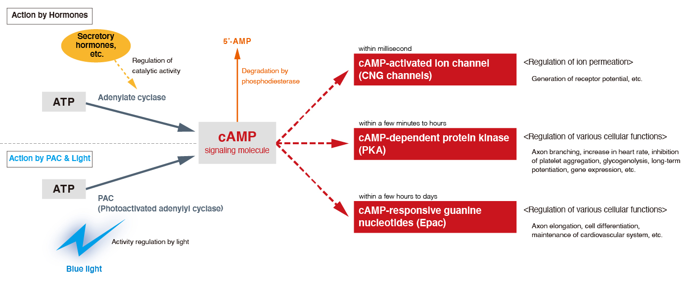 image of optogenetics for controlling cell function via cAMP signaling pathway