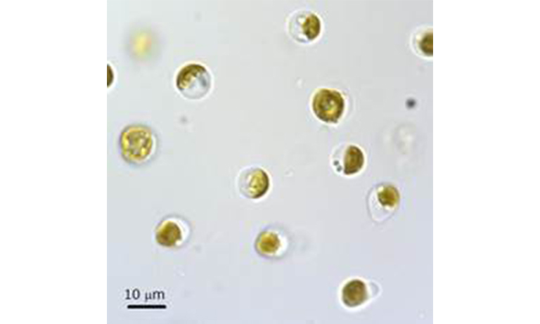 Examples of organisms using photons
