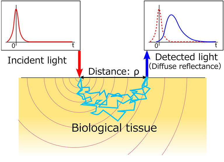 Figure 1. Schematic of the time-resolved spectroscopy in reflectance geometry