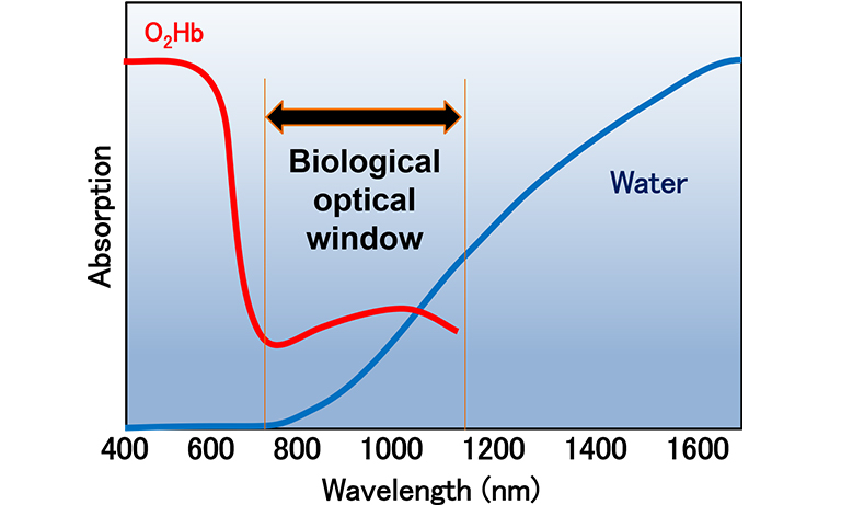 Fig. 4 Biological optical window