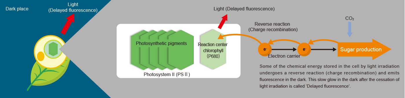 Chemical energy is converted into light energy