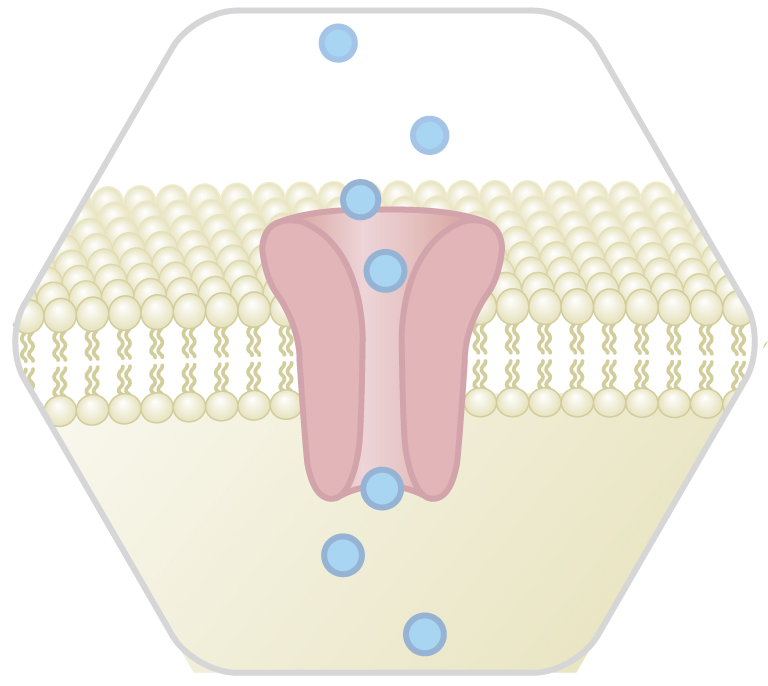 fdssucell application