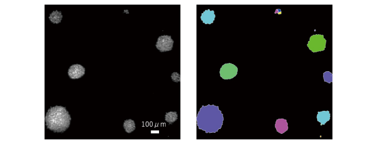 CYTOQUBE Morphological Analysis
