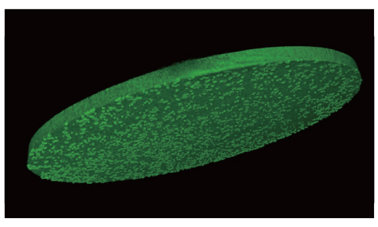 CYTOQUBE Background Fluorescence Removal Function Off