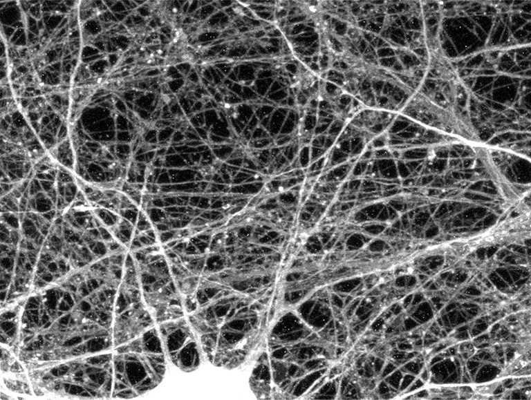 max projection image of neurons captured outside a microfluidic device