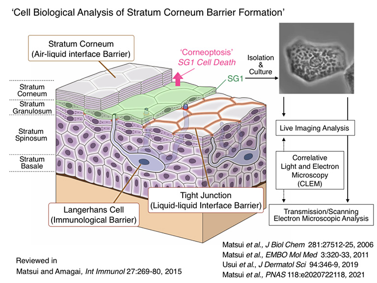 Cross-sectional view of skin epidermal tissue
