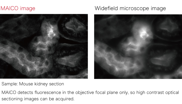 image of mouse kidney section
