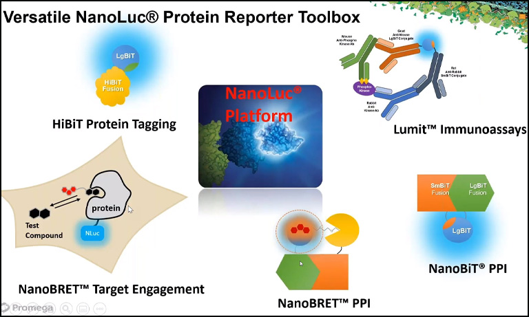 Webinar - Versatile NanoLuc Protein Reporter Toolbox